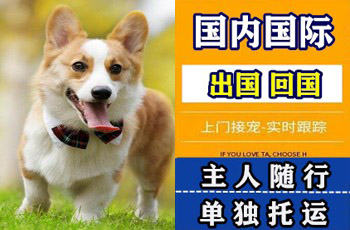 呼和浩特市宠物托运公司呼和浩特市宠物托运公司呼和浩特市宠物托运公司