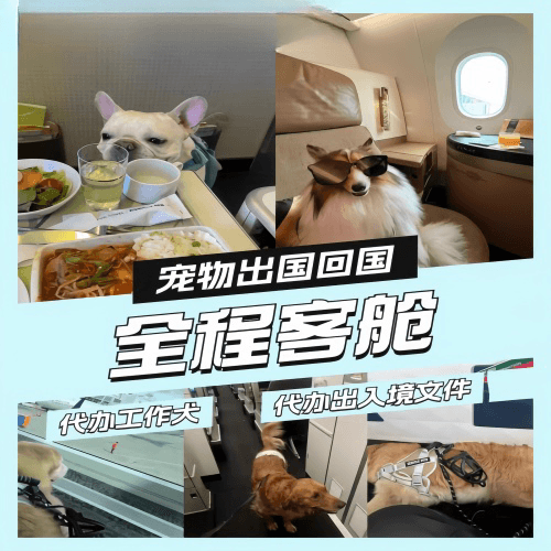 呼和浩特市宠物托运到白俄罗斯宠物入境规定和要求